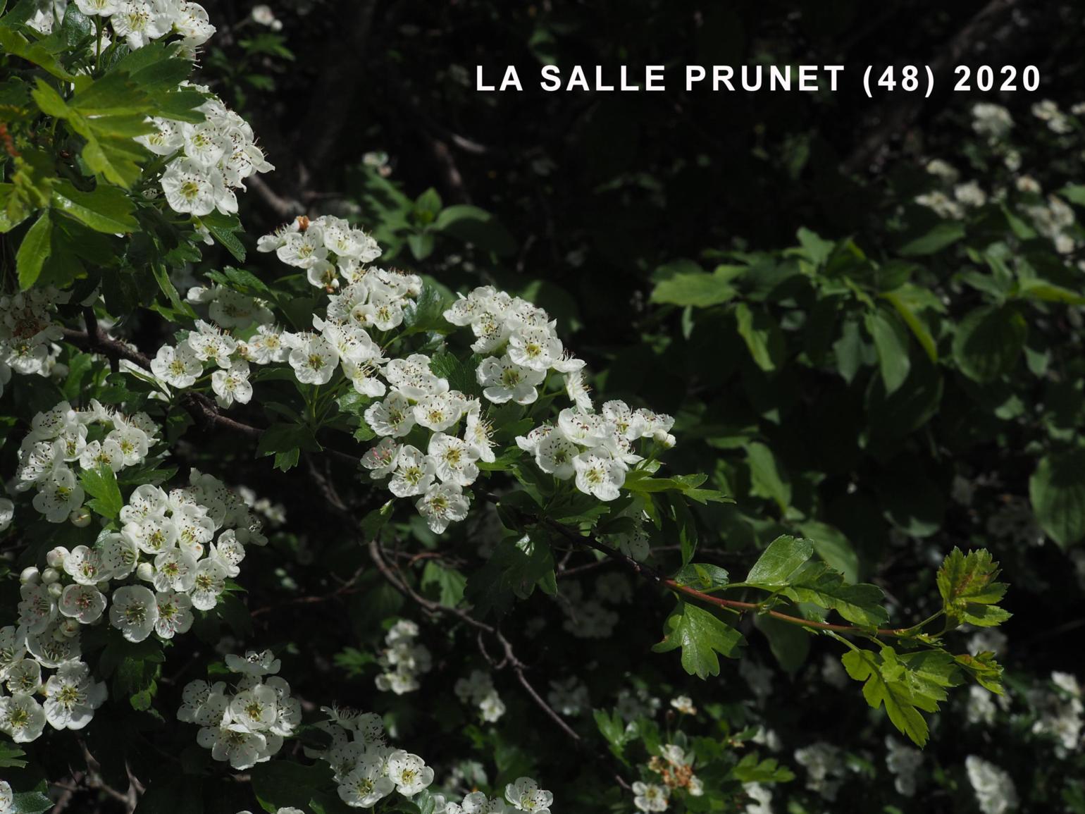 Aubépine Hawthorn, Single-styled